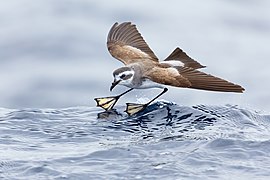 White-faced Storm-petrel 0A2A9606