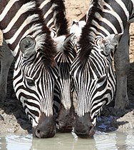 Drie bontkwaggas drink by 'n watergat, KwaZulu-Natal, Suid-Afrika.