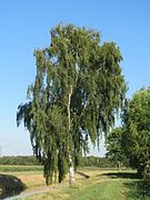 20160816Betula pendula1.jpg