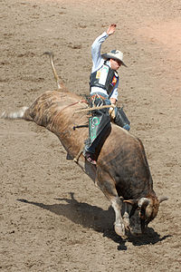 Rodeo in der Disziplin „Bull Riding“