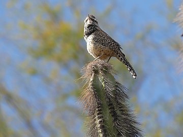 Campylorhynchus brunneicapillus in Phoenix, United States