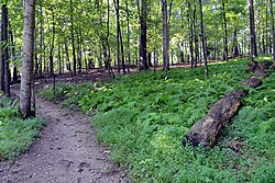 Ferns by the side of the Seneca Creek Greenway Trail in Germantown, MD