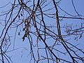 Branches in winter