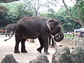 Elephas maximus sumatranus