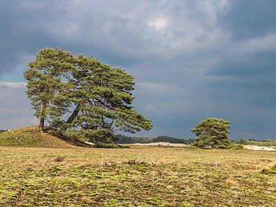 Wandeling over het Hulshorsterzand-Hulshorsterheide 07-03-2020. (d.j.b) 01