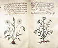 Cumin and dill from an Arabic book of simples (c. 1334) after Dioscorides (British Museum)