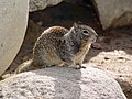 Image 2 California Ground Squirrel Photo credit: Howard Cheng The California Ground Squirrel (Spermophilus beecheyi) is a common and easily observed ground squirrel of the western United States and the Baja California peninsula. Their upper parts are mottled, the fur containing a mixture of gray, light brown and dusky hairs. Head and body are about 30 cm (12 in) long and the tail an additional 15 cm (5.9 in). More selected pictures