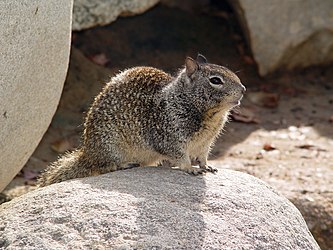 California Ground Squirrel