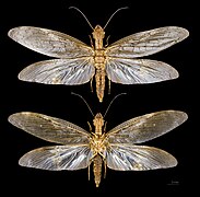 Corydalus cornutus (Megaloptera).