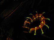 Phengodidae: Larva or larviform female of the western banded glowworm (Zarhipis integripennis)