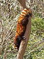 Red panda descending headfirst