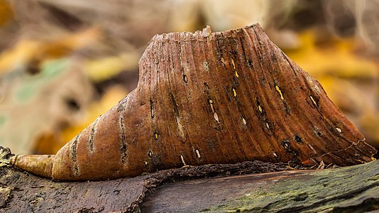 Schors van een berk (Betula) 23-10-2022 (d.j.b.)