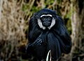 agile gibbon