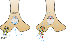 An image of methamphetamine pharmacodynamics