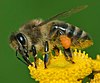 A bee standing on a flower, covered in pollen