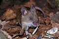 small Japanese field mouse