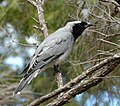 Deutsch: Stachelbürzler English: cuckooshrikes and allies Campephagidae (cat.)