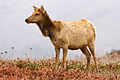 Image 6 Tule elk Photograph credit: Frank Schulenburg The tule elk (Cervus canadensis nannodes) is a subspecies of elk found only in California, seen here at Tomales Point in Point Reyes National Seashore. When Europeans arrived in the area, an estimated 500,000 tule elk roamed these regions, but the animals were thought to have been hunted to extinction by 1870. A single pair was discovered on the ranch of the cattle baron Henry Miller in 1874. He ordered his men to protect them, and is credited with the survival of the subspecies. As of 2019, the total Californian population is estimated to be 5,700. More selected pictures