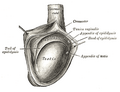 The richt testis, exposed bi layin appen the tunica vaginalis.