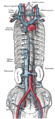 The venae cavae and azygos veins with their tributaries.