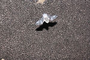 A bat in the foreground is flying. Thousands of others hanging on a cave ceiling