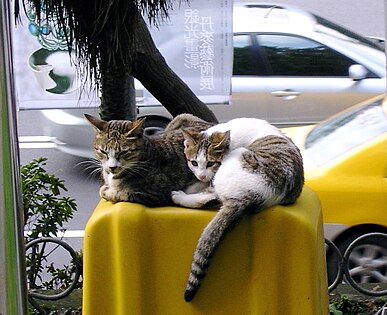 Cats in Jiantan Park/ taken December 2004