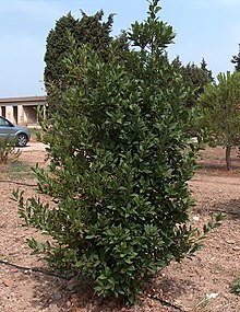 Lóriye gi (Laurus nobilis)