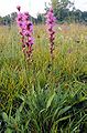 Liatris aspera