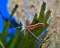 A Pacific cleaner shrimp (Lysmata amboinensis) on top of a C. taxifolia specimen within a marine aquarium