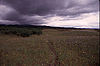 Grassland of the Willamette Floodplain