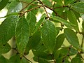 Zelkova serrata