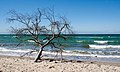 Weststrand des Darß bei Born a. Darß (von Watzmann)