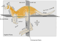 Anatomical terms of location in a kangaroo