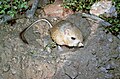 giant kangaroo rat