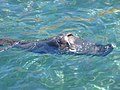 Juan Fernández fur seal