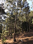 Lone Pine tree (Pinus brutia) at the Victorian School of Forestry (Creswick). Planted 1965. Crown broken in about 1976.