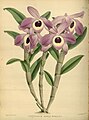 Dendrobium nobile (as syn. Dendrobium nobile var. nobilius) Plate 214 in: R.Warner - B.S.Williams: The Orchid Album (1882-1897)