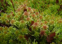 Vasstorvmose (Sphagnum cuspidatum)