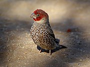 Amadina erythrocephala, Sossusvlei - Namibia