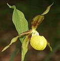 Tendènz zum „Goldschuè“ (f. citrinum)