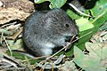 reed vole