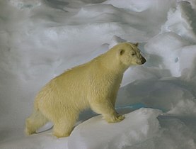 Ursus maritimus on sea ice close to Svalbard