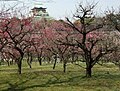 Prunus mume grove in Osaka Castle Park