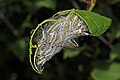 Image 6 Bird-cherry ermine Photograph credit: Charles J. Sharp The bird-cherry ermine (Yponomeuta evonymella) is a species of moth in the family Yponomeutidae, native to Europe and parts of Asia. The caterpillars are gregarious and feed on the leaves of the bird cherry tree, forming silken webbing for their own protection. They create further webbing on the trunk and near the base of the tree, which hides them as they pupate. This photograph shows one of many bird-cherry ermine caterpillar nests on a tree in Lahemaa National Park, Estonia. In some years, they are so numerous that they can completely strip a tree of its foliage. More selected pictures