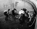 College of Fisheries students practice seining in Geyser Basin, 1921