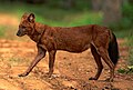 dhole