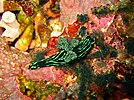 Nembrotha kubaryana at the 'Drop Off' divesite, Verde Island, Philippines.