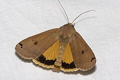 Noctua pronuba