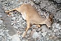 Road-killed deer just south of Richmond, Indiana.