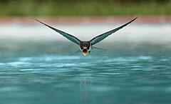 Treće mjesto: A swallow (Hirundo rustica) drinking while flying over a swimming pool sanchezn (License: CC BY-SA 3.0)